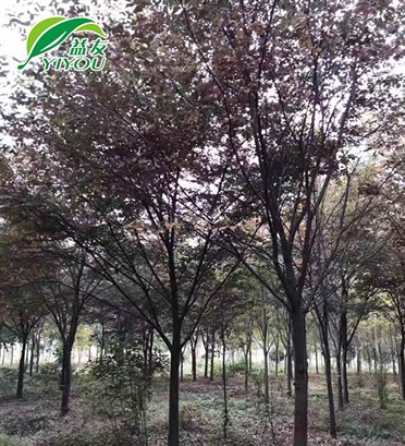 鋼材區(qū)域（國產）
