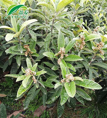 高度規(guī)測(cè)量?jī)x